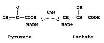 Fonction catalytique de la LDH