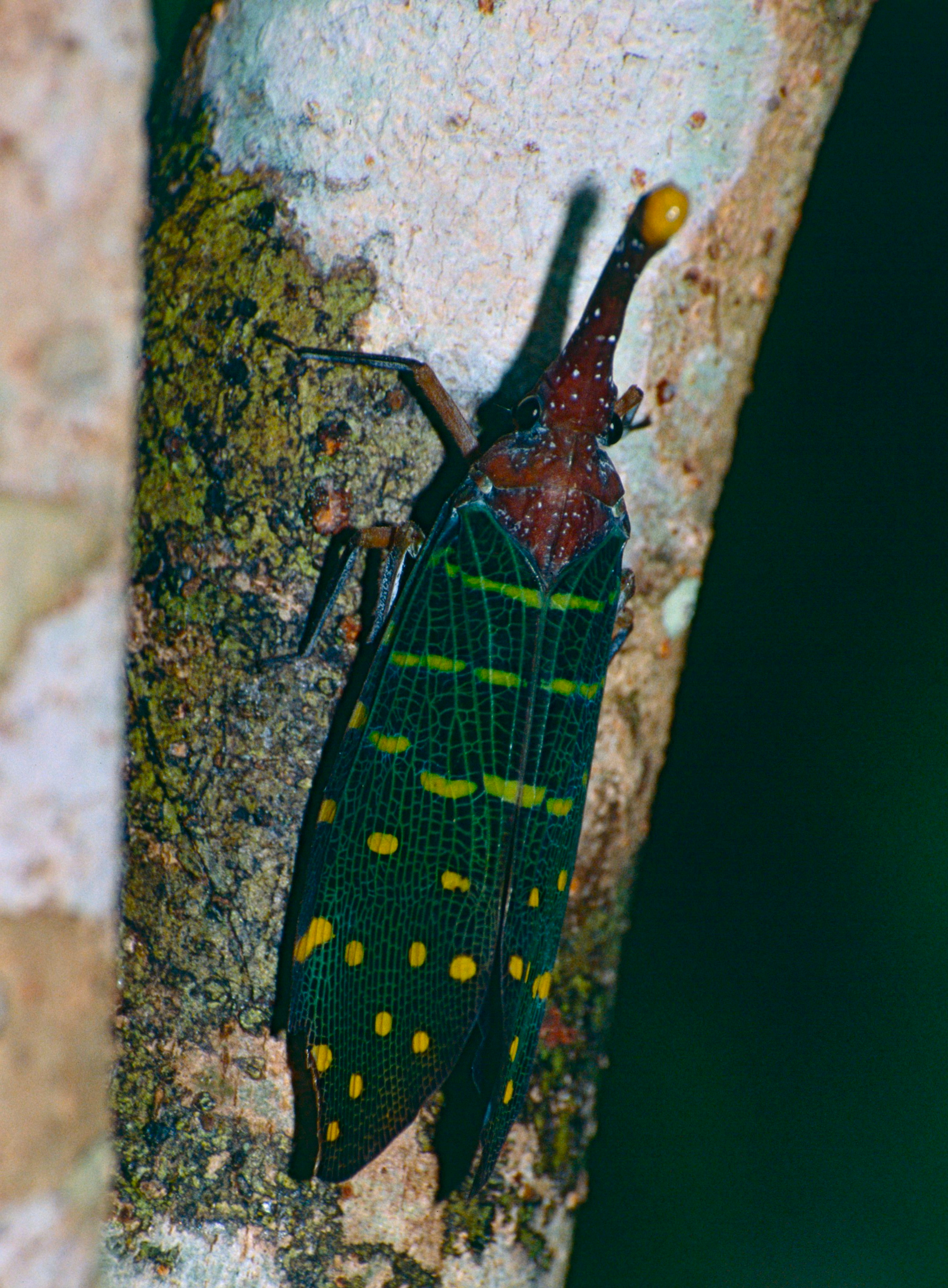 Lantern Bug (Laternaria intricata) (14258063004).jpg