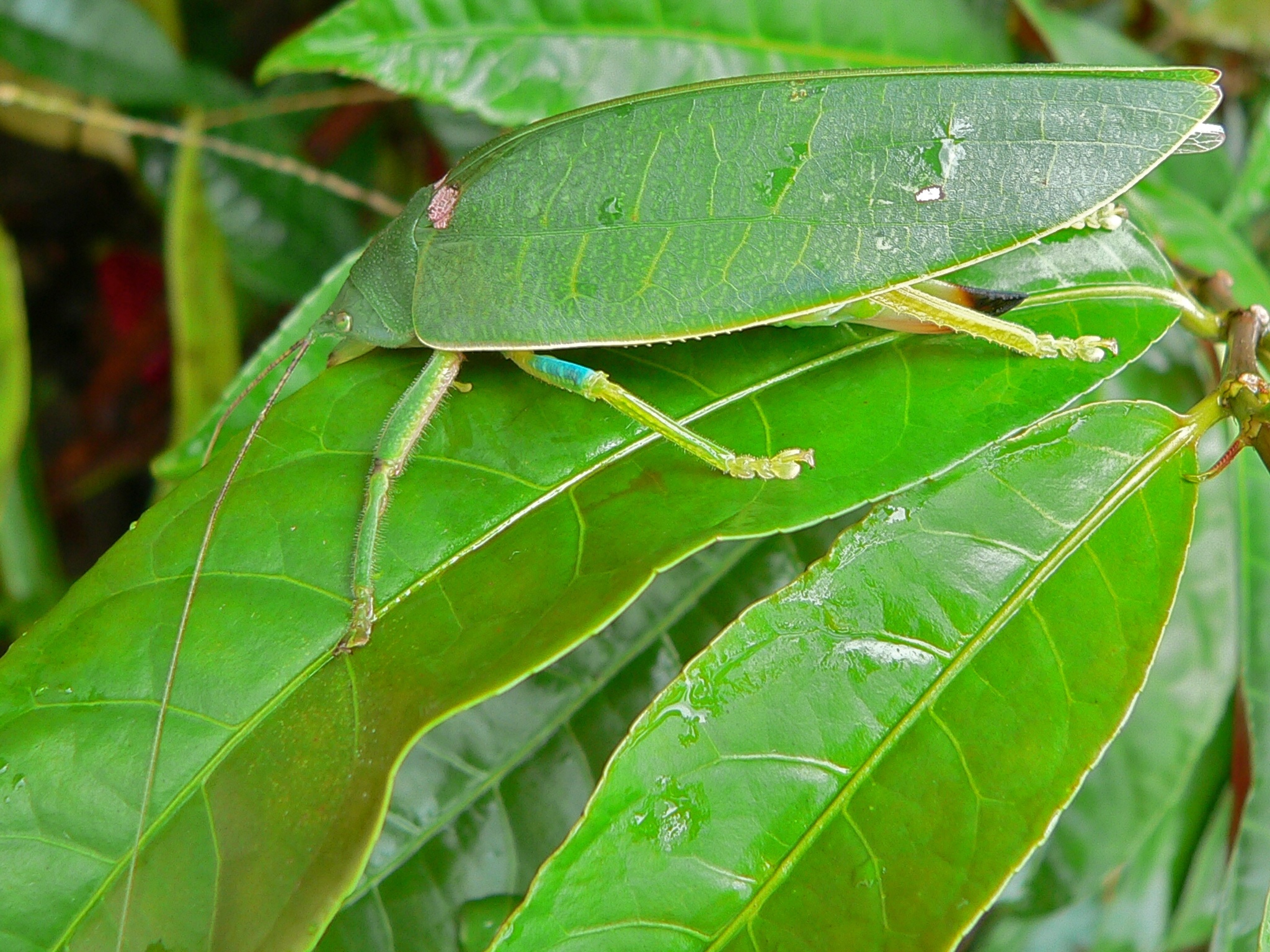 Leaf-mimic Katydid (Pseudophyllus titan) (7105636647).jpg