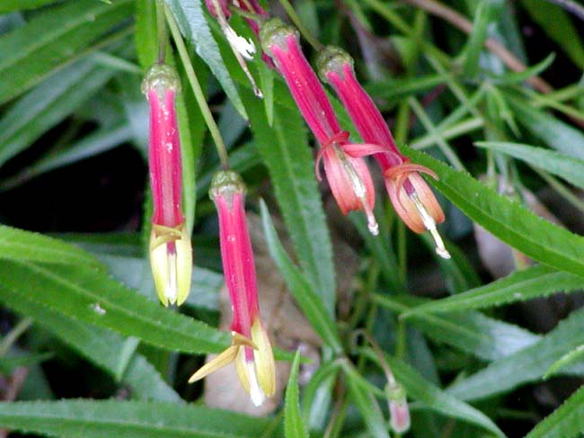 File:Lobelia laxiflora.jpg