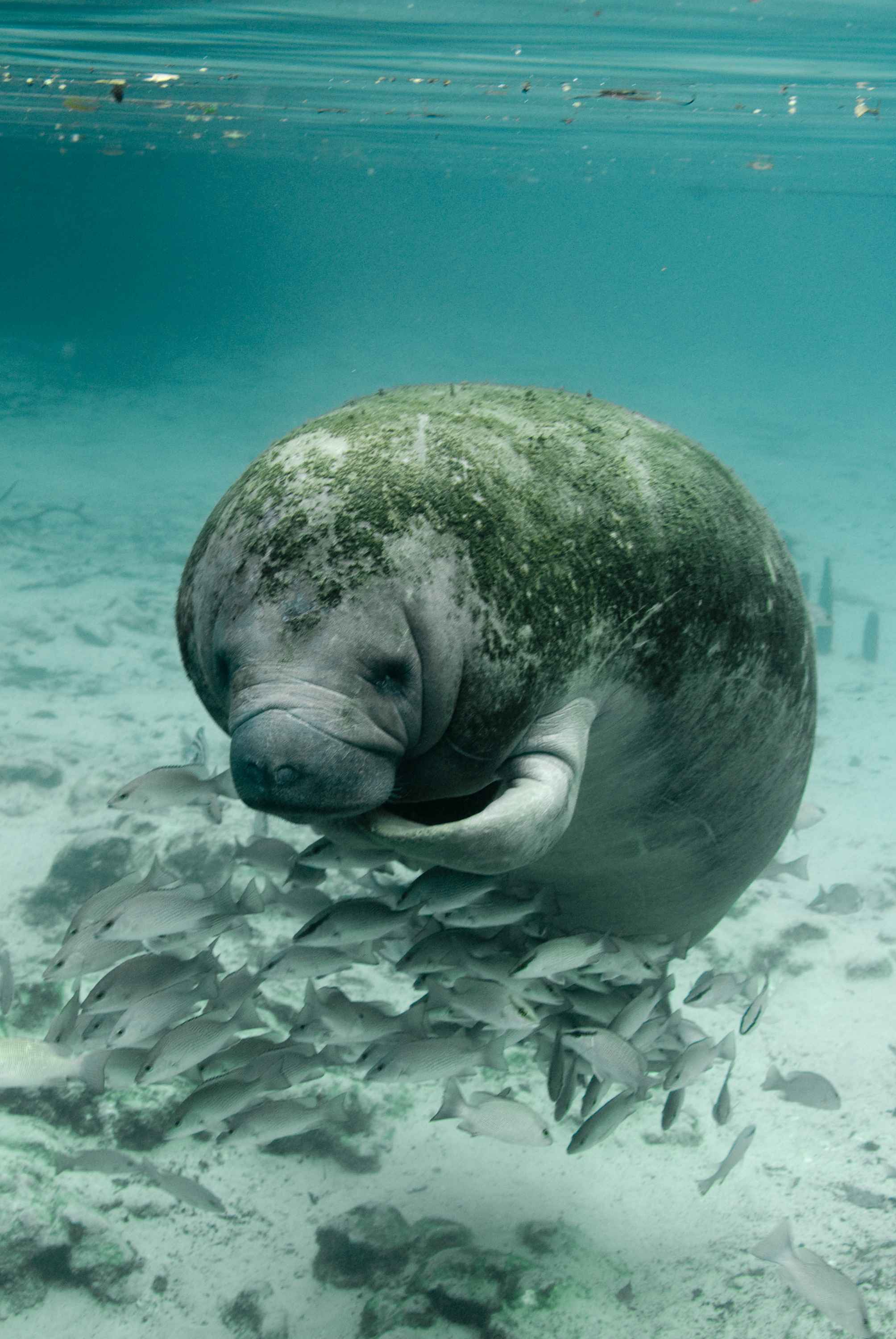 File Manatee Trichechus Manatus Latirostris Close Up Underwater Images, Photos, Reviews