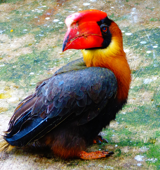 File:Manila Zoo RufousHornbill by  - Wikimedia Commons