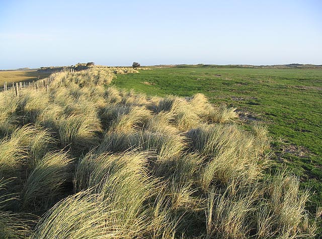 File:Marram grass and grazing field - geograph.org.uk - 312371.jpg