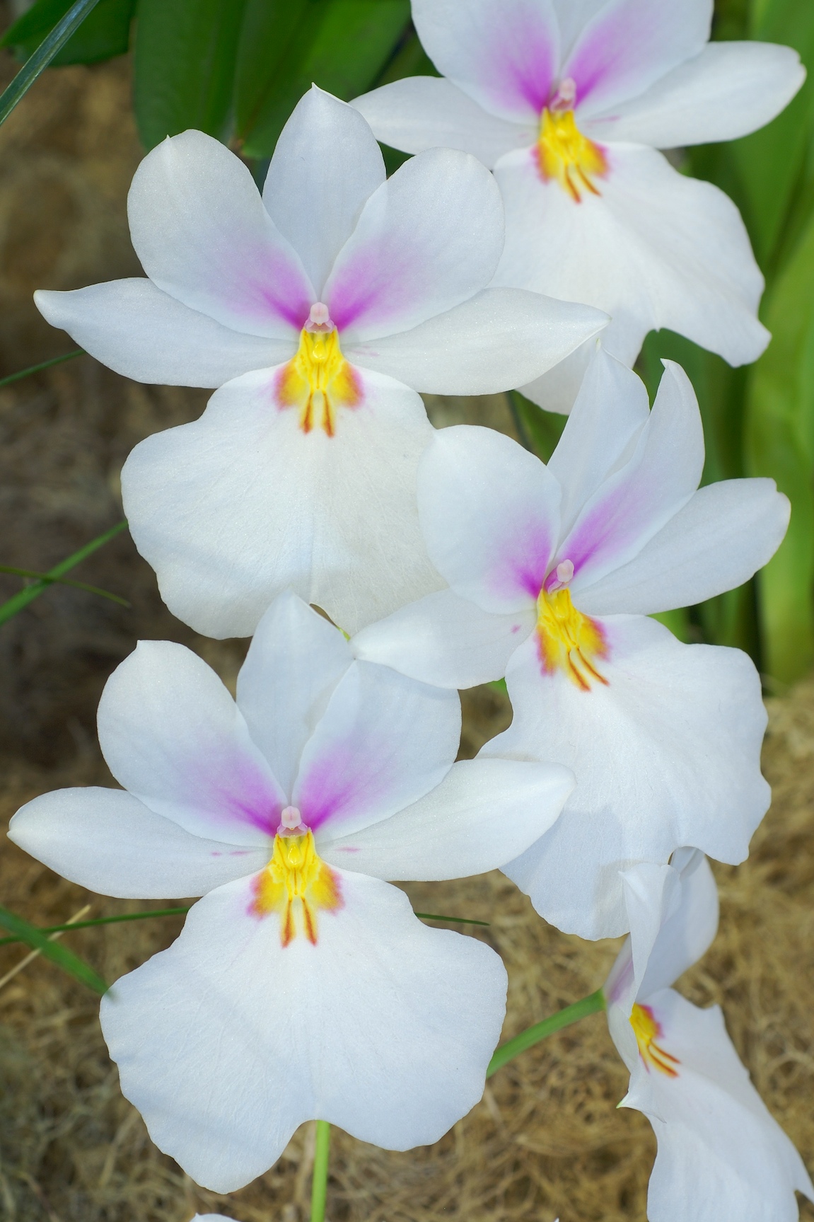 Miltoniopsis vexillaria - Wikipedia