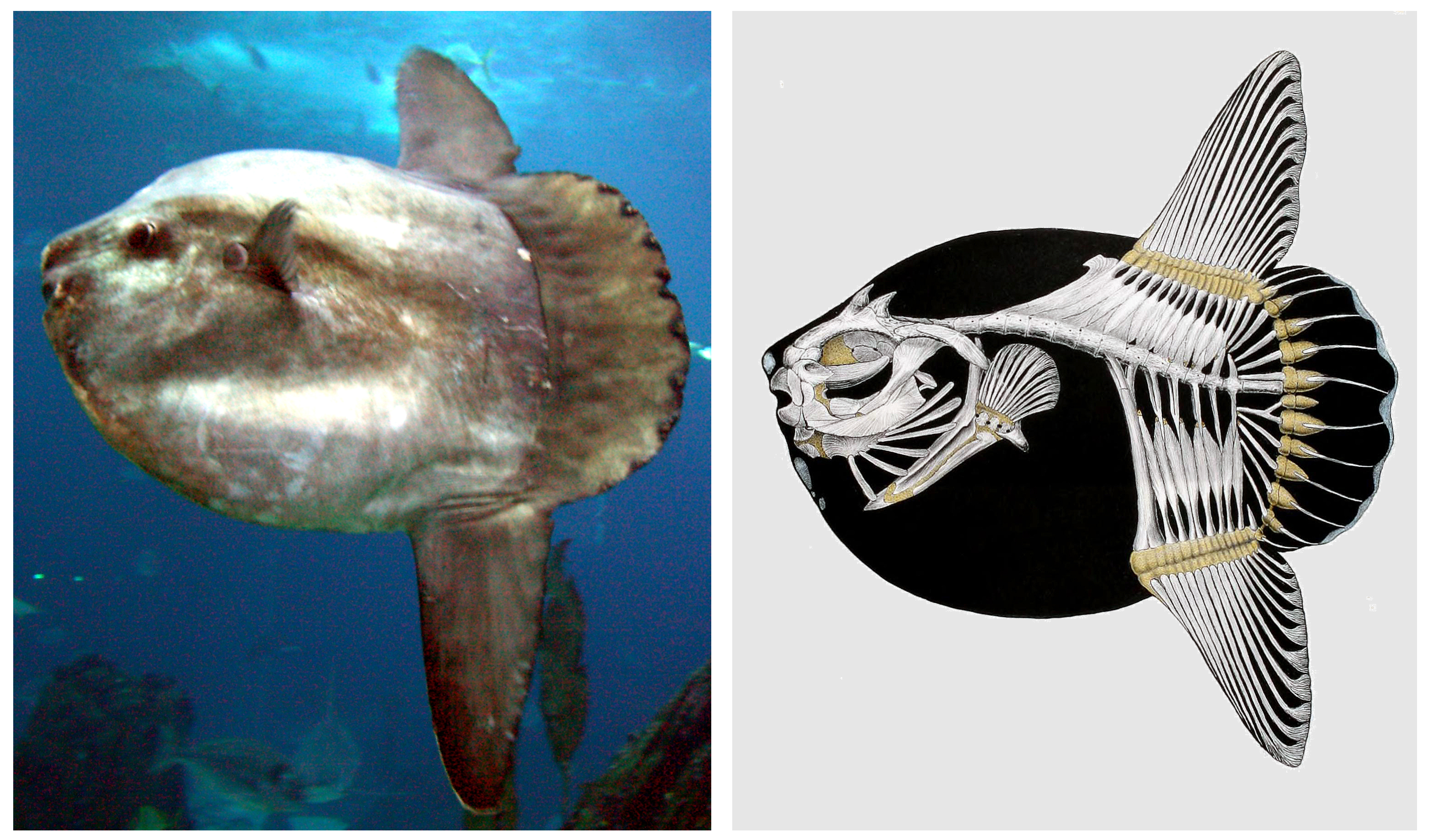 File:Mola mola and skeleton.jpg - Wikimedia Commons