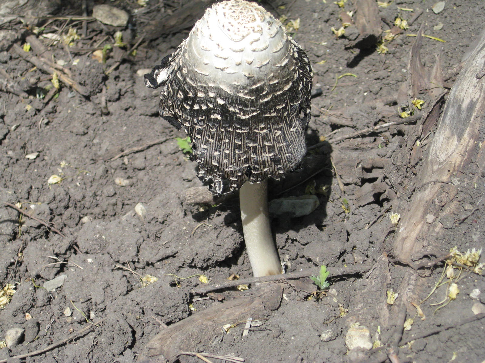 Mushroom Saratov 2011.jpg