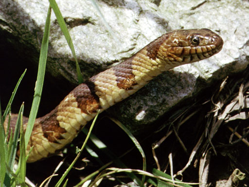 Common watersnake - Wikipedia