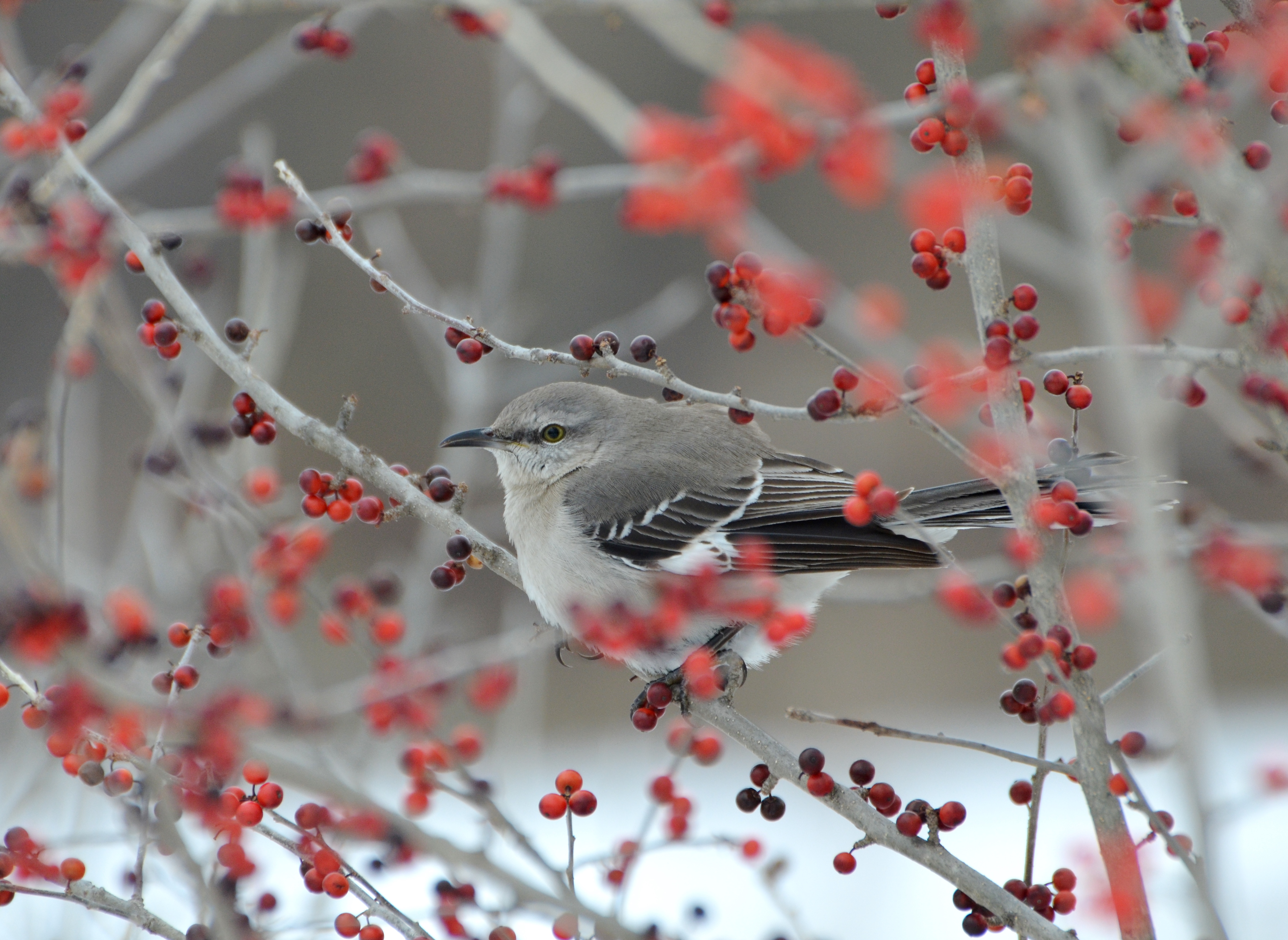 Alexander eder mockingbird