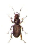 Olisthopus.rotundatus.-.calwer.06.27.jpg