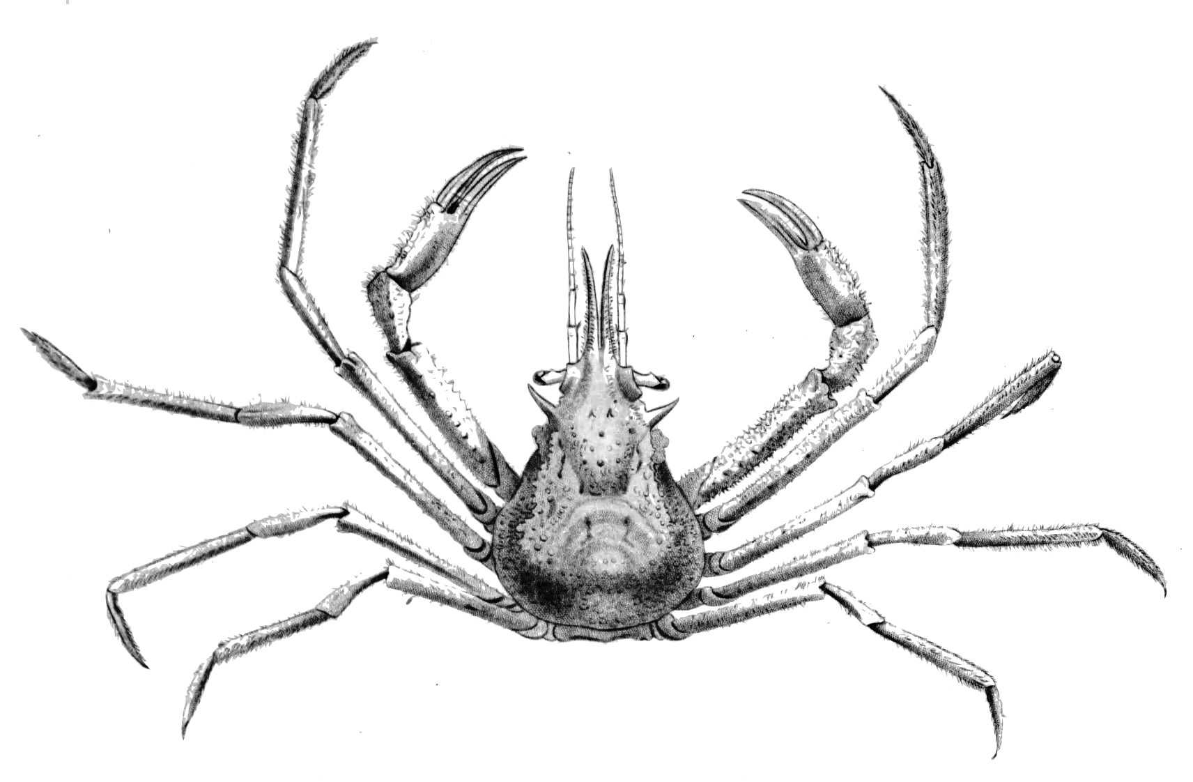 File:Oregonia gracilis Dana, 1851 (Graceful decorator crab