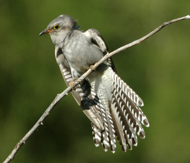 File:Pallid Cuckoo kobble 650px.jpg