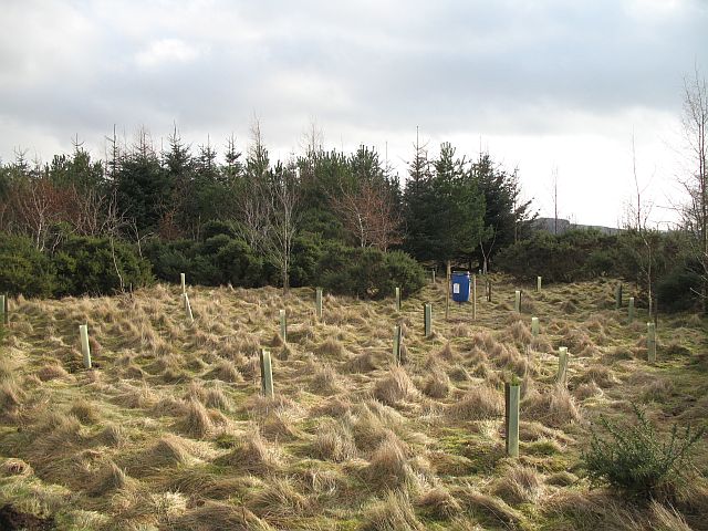 File:Pheasant feeder - geograph.org.uk - 689461.jpg