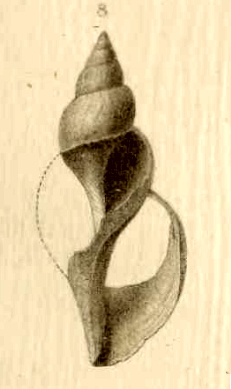 <i>Phymorhynchus alberti</i> Species of mollusc