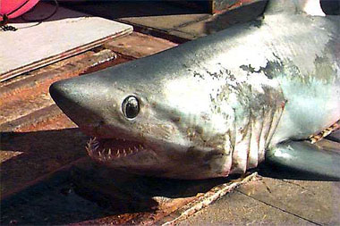 File:Porbeagle head.jpg