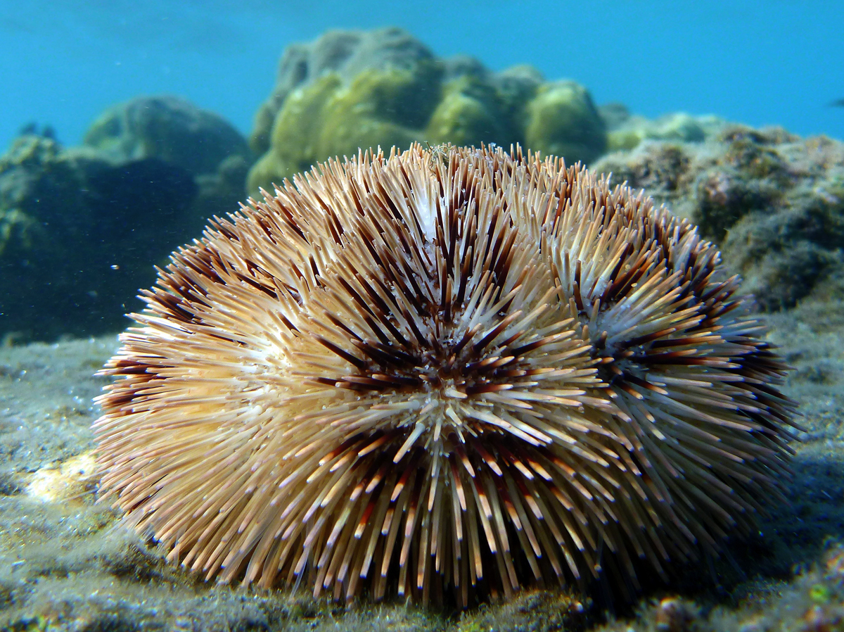 Euechinoidea