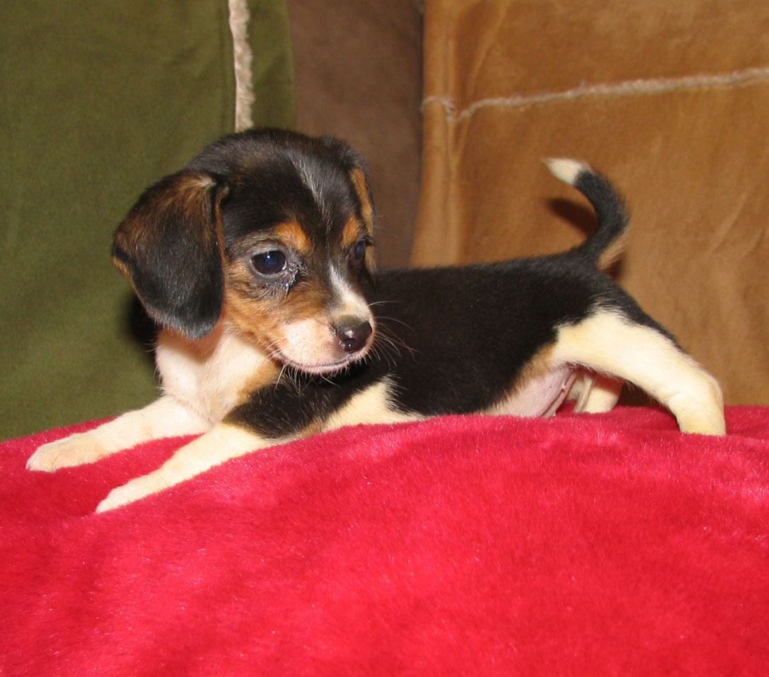 miniature beagle puppies