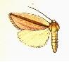 <i>Acylita cara</i> Species of moth
