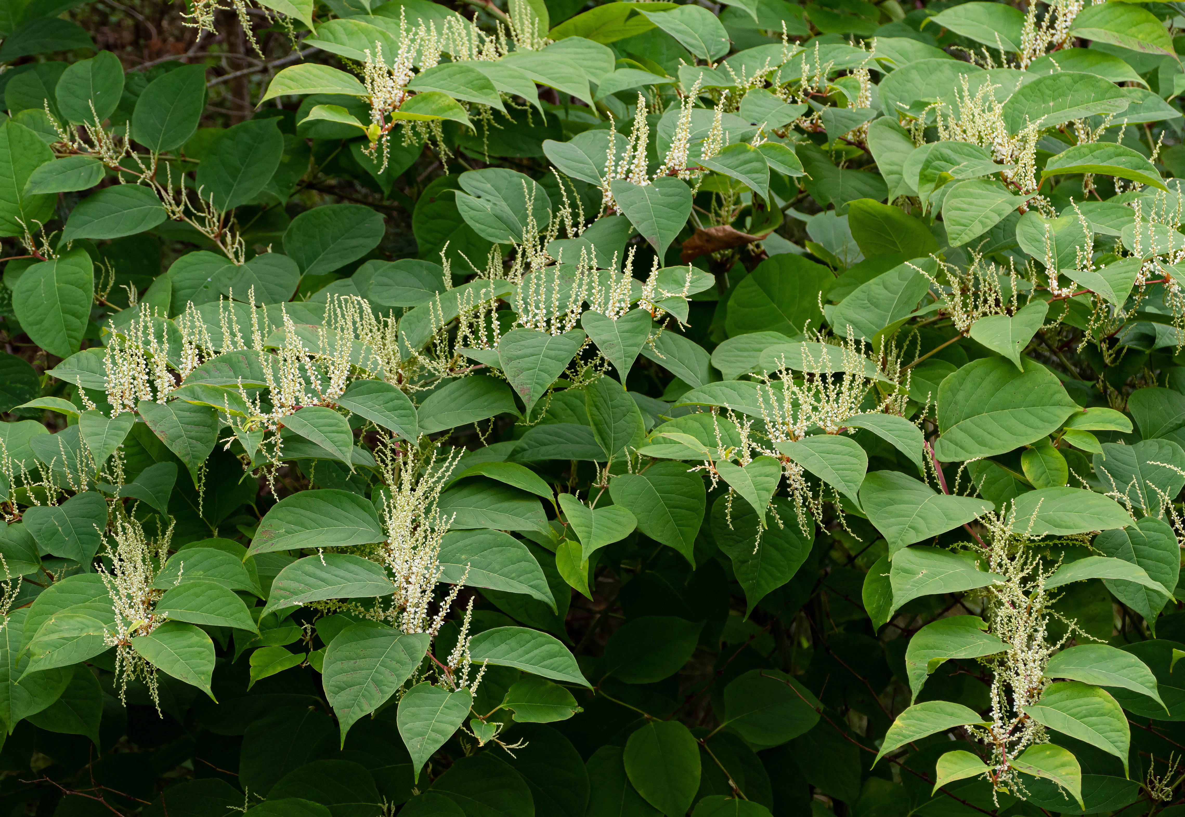 Image of Japanese knotweed flowers