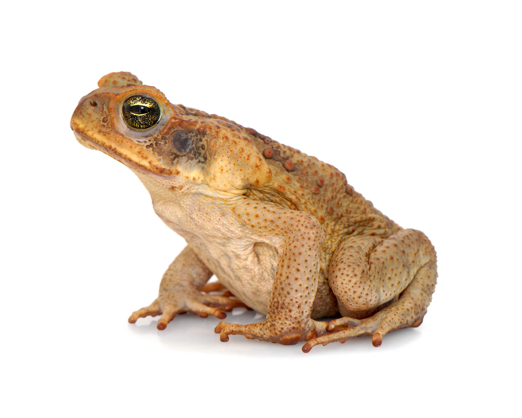 File:Rhinella marina (Linnaeus, 1758) - cane toad (4562925062).jpg...