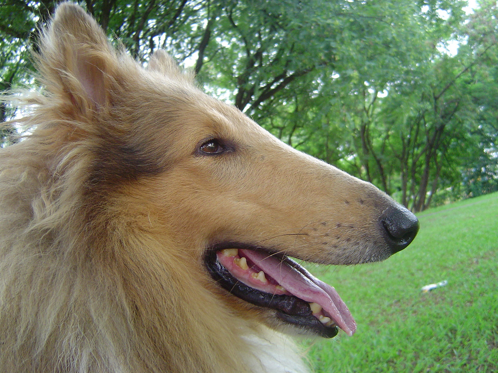 Rough Collie - Wikipedia