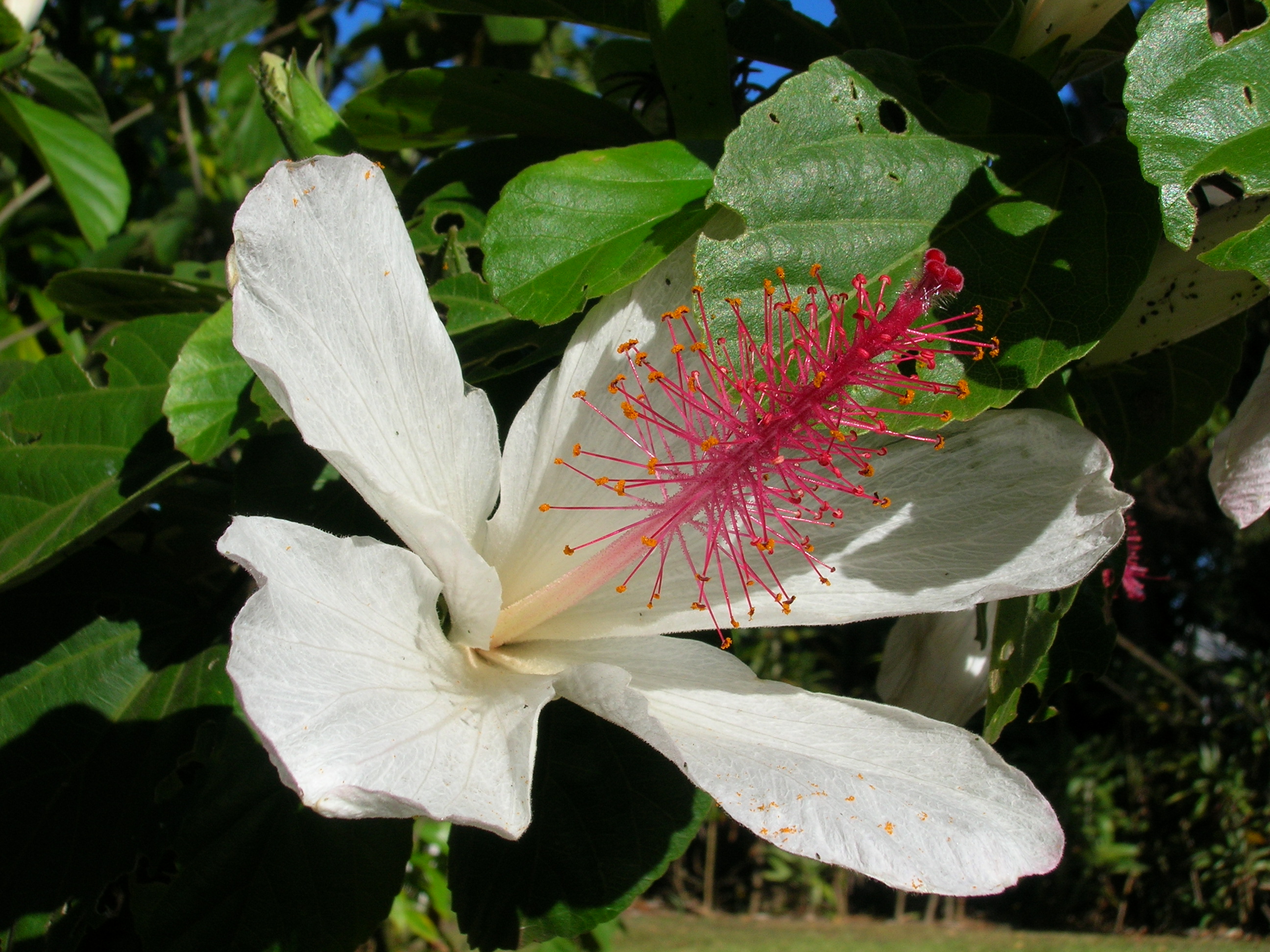 Hibiscus calyphyllus