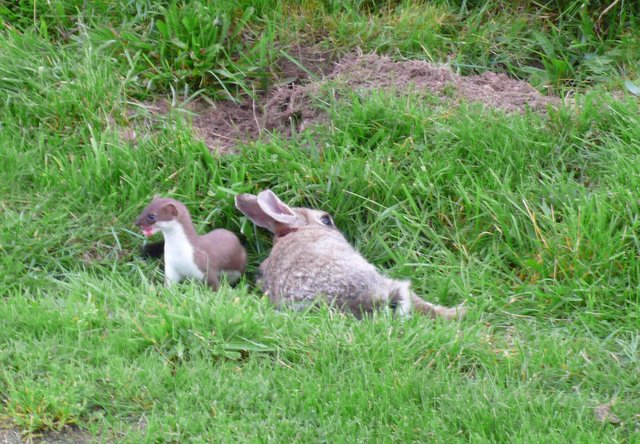 File:Stoat killing a Rabbit (2) - geograph.org.uk - 946693.jpg