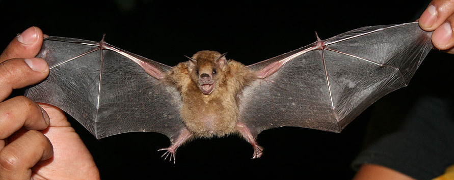 The average adult weight of a Little yellow-shouldered bat is 20 grams (0.04 lbs)