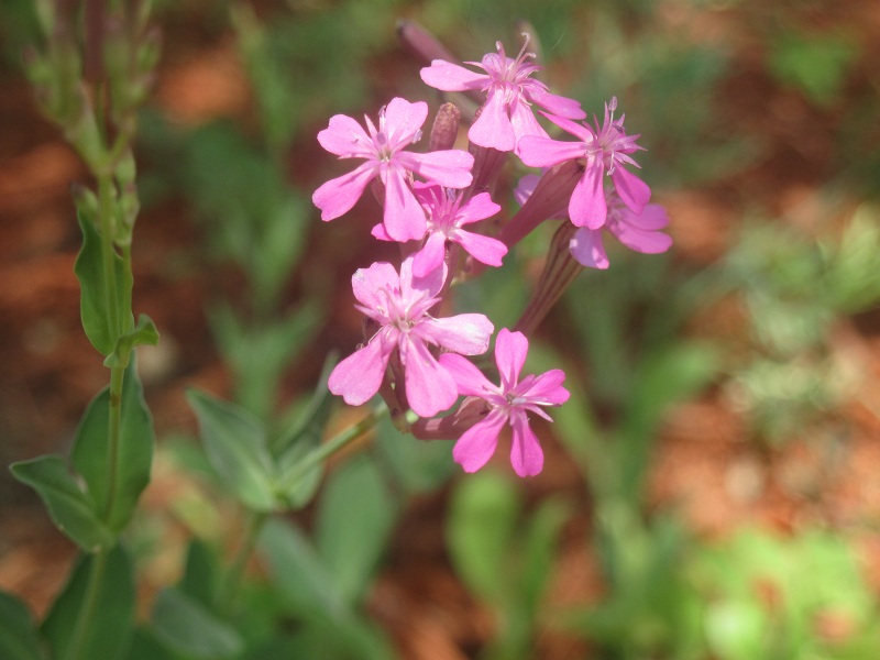 File:Sweetwilliamcatchfly.jpg