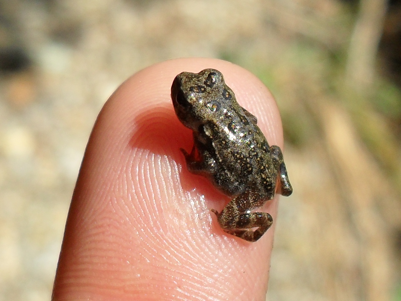 baby toad