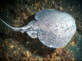 <span class="mw-page-title-main">Pacific electric ray</span> Species of cartilaginous fish