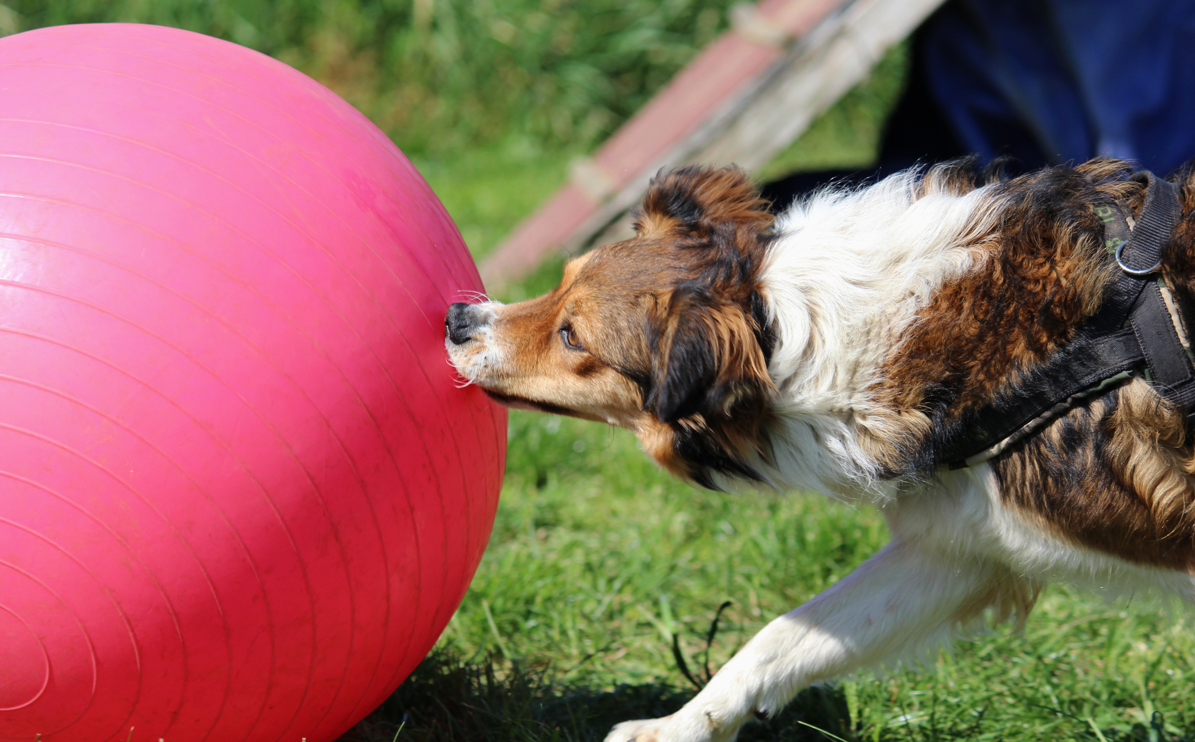 File:Treibball cane che spinge un pallone durante un allenamento.jpg -  Wikimedia Commons