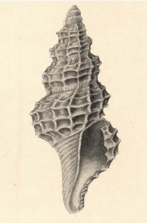 <i>Veprecula cooperi</i> Species of gastropod