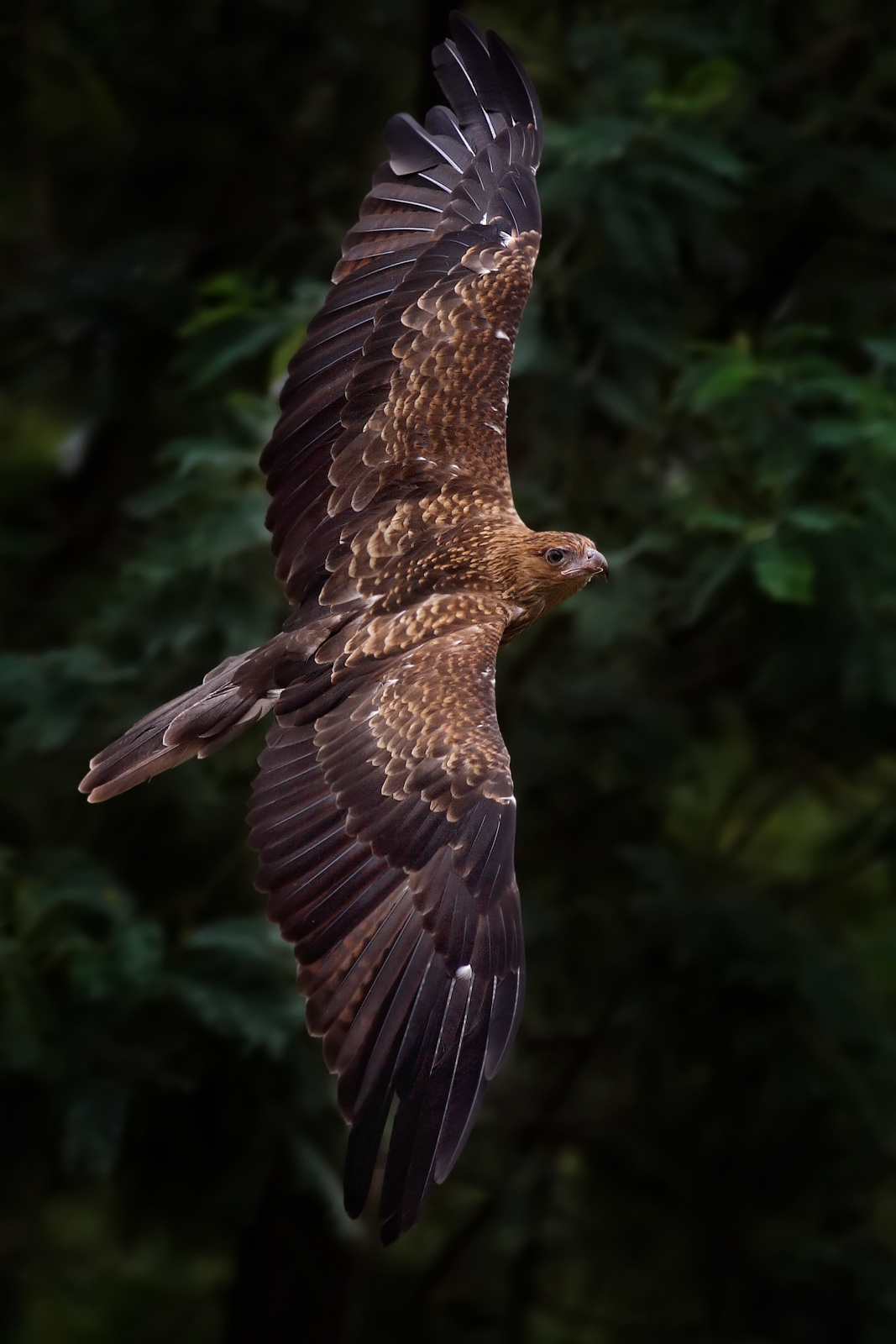 Whistling_kite_in_flight_edit_1.jpg