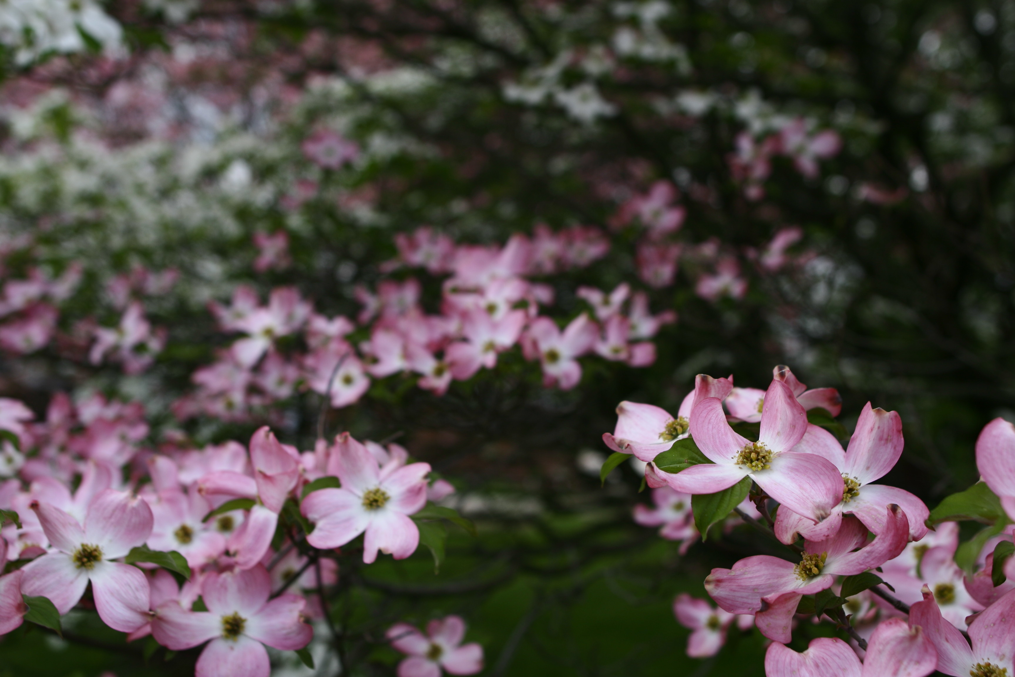 File:White-pink-dogwood-tree - West Virginia ...