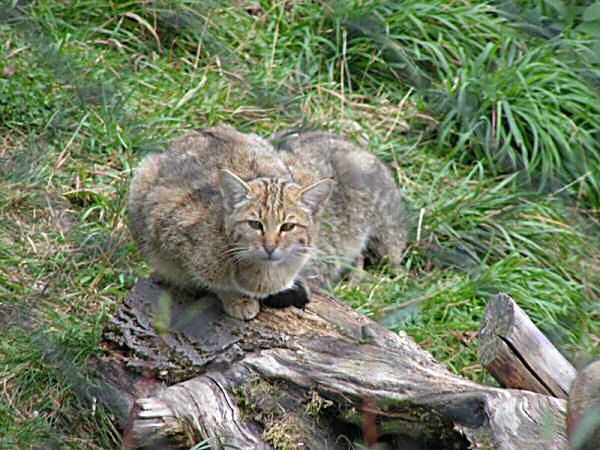 File:Wildkatze 002.jpg