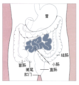 腸子