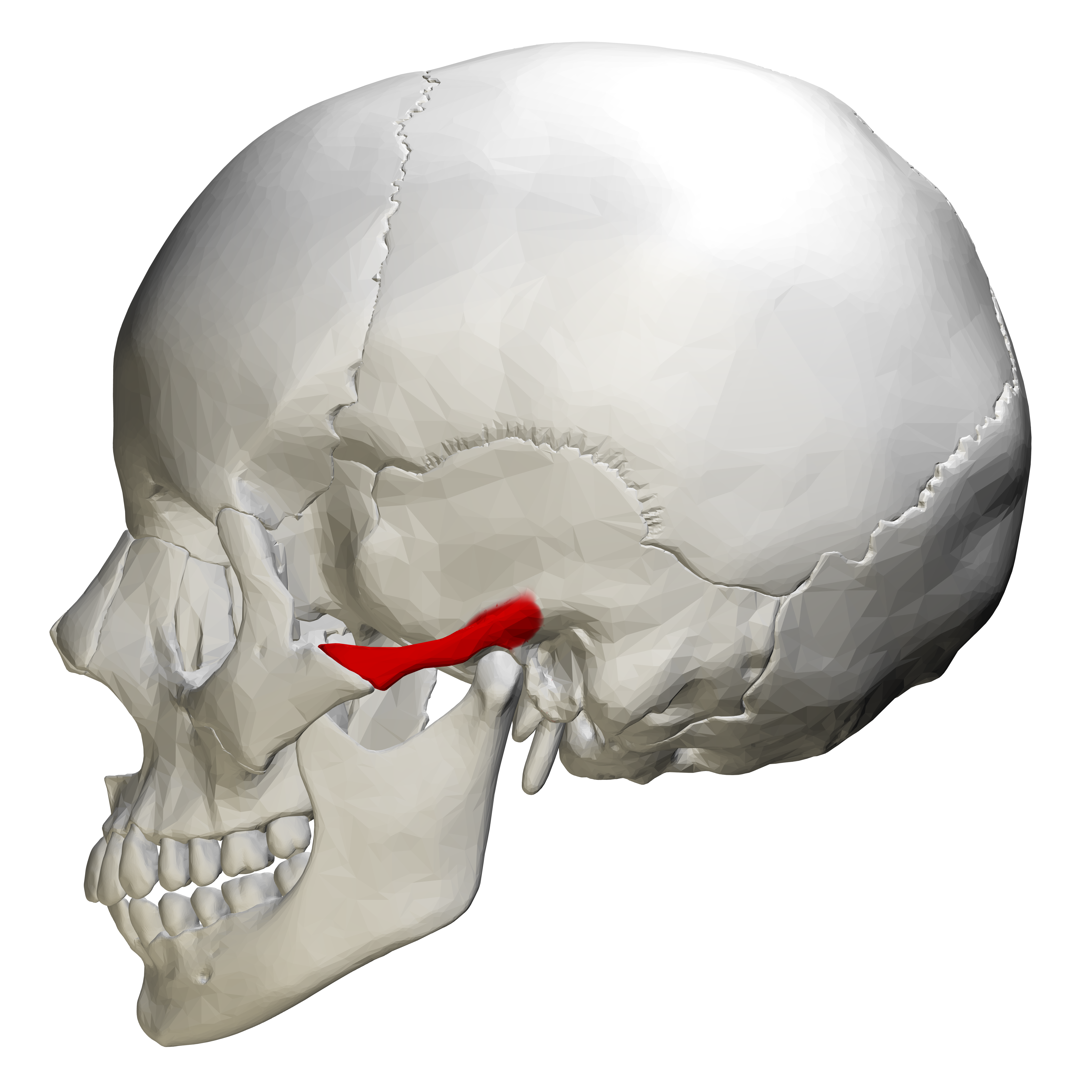 temporal process of zygomatic bone