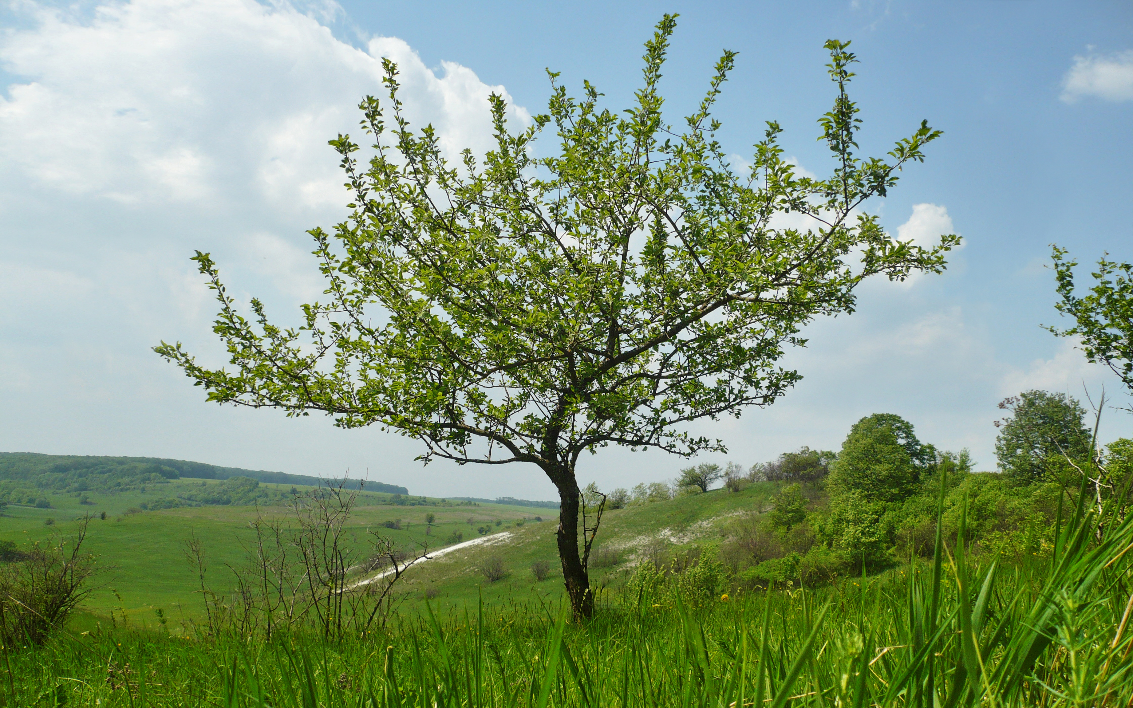 Яблоня Лесная (дичок)