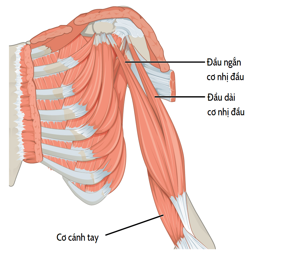 Image result for cơ nhị đầu