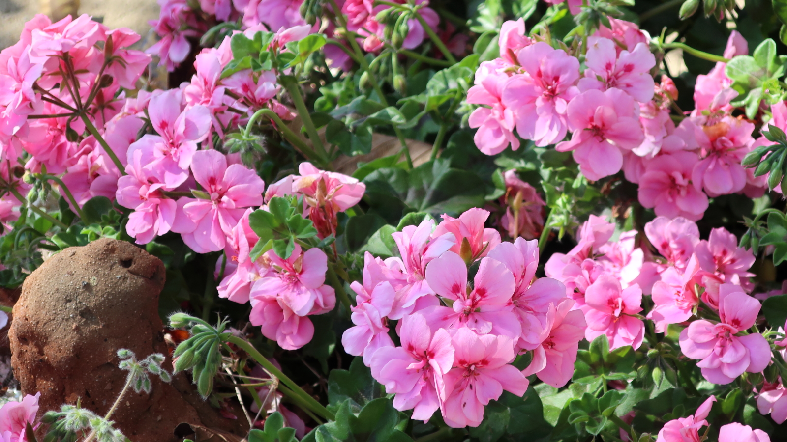 A collection of Ivy leaf geraniums with abundant pink flowers