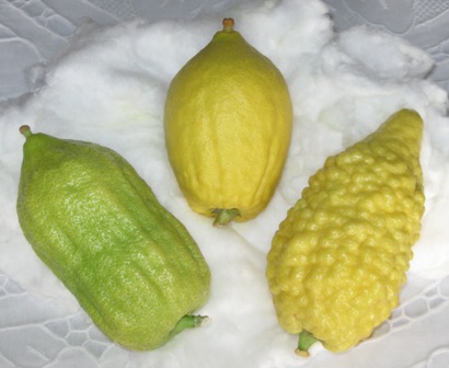 File:3 etrog.JPG