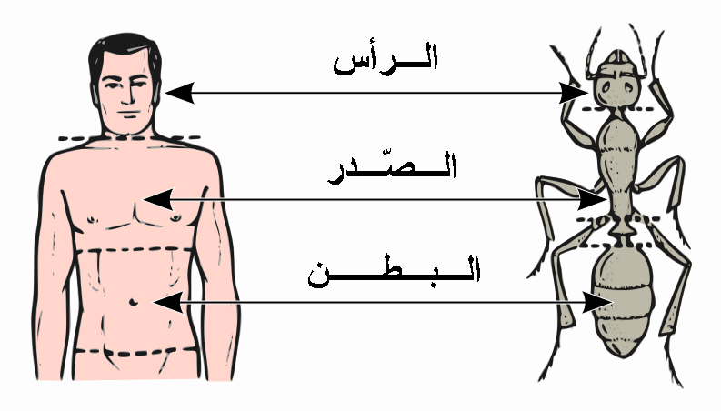 File:793px-Abdomen-head-thorax-ar.PNG