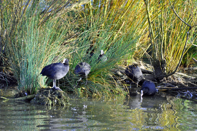 File:A cover of Coots - Cosmeston Lakes - geograph.org.uk - 1481216.jpg