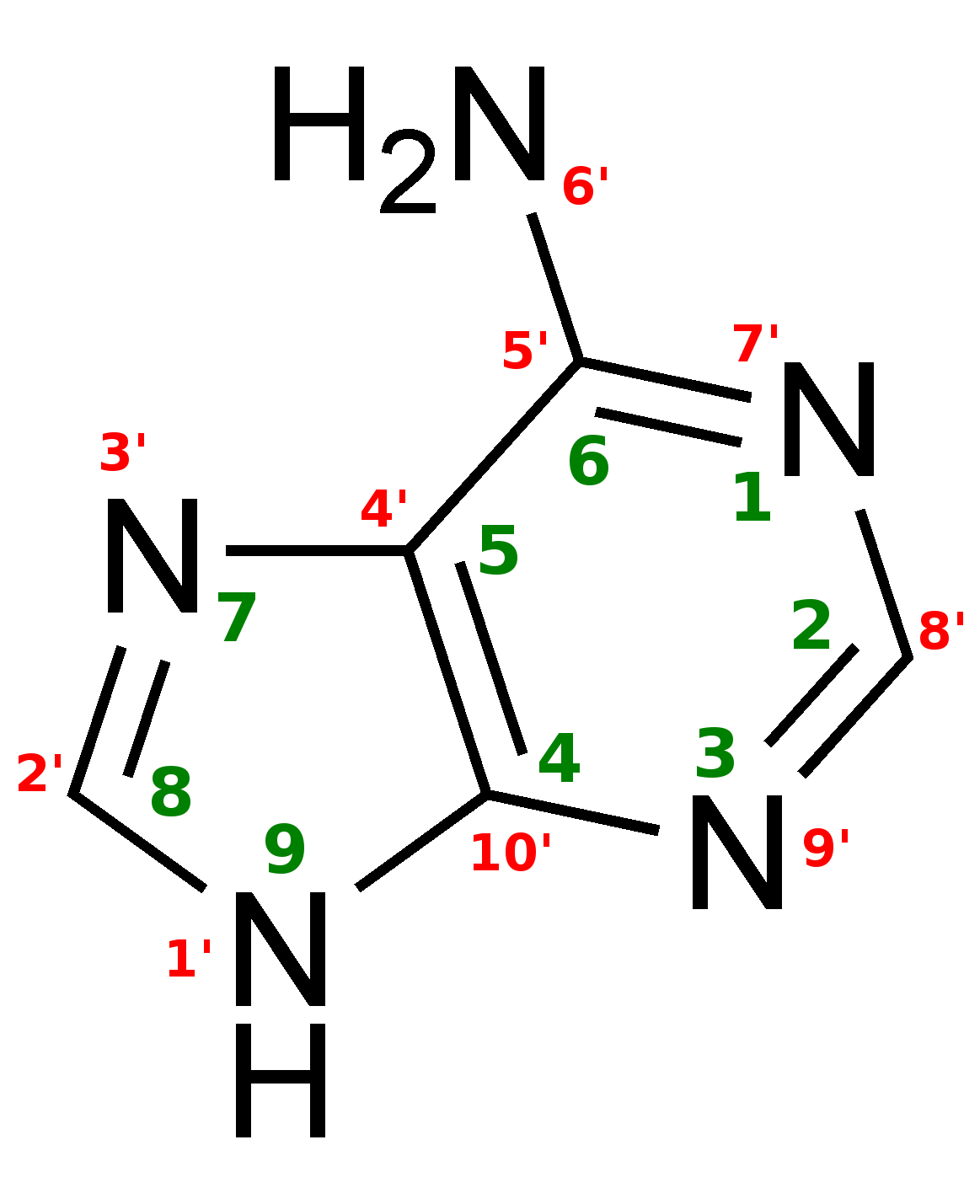 adenine lewis structure