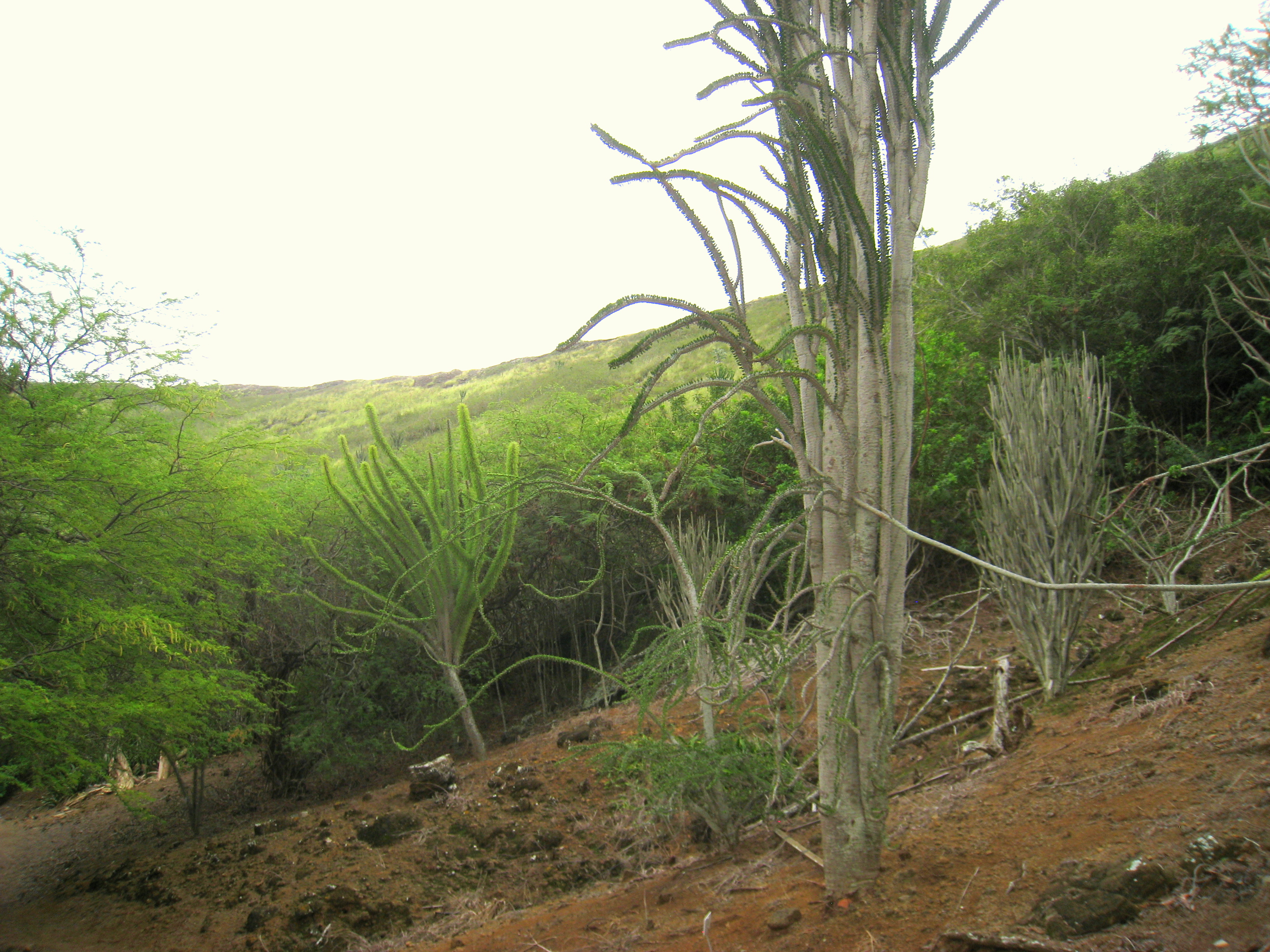 File Alluaudia Procera Koko Crater Botanical Garden Img 2281