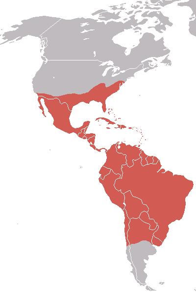 File:AmericanBlackVultureMap.png