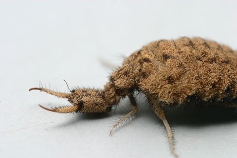 Antlion1_by_Jonathan_Numer.jpg