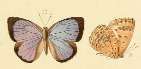 File:ArhopalaAsopiaHew1869MUpUnAC1.jpg