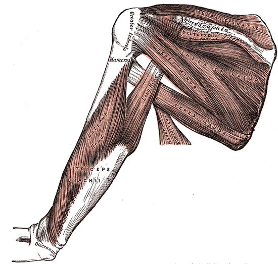 File:Arm shoulder gray.png