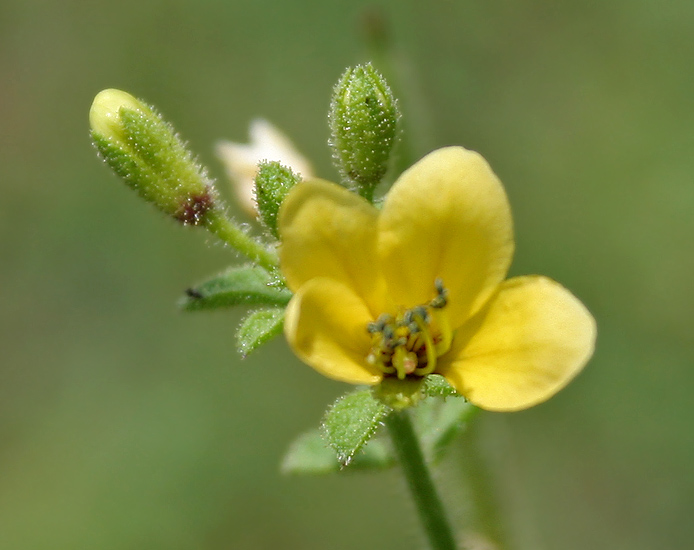 File:Asian spiderflower (Cleome viscosa) in Anantgiri, AP W IMG 8888.jpg